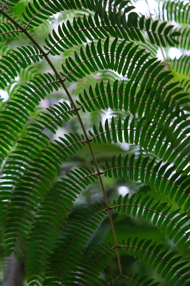Albizia julibrissin 'NCAJ1' op stam blad
