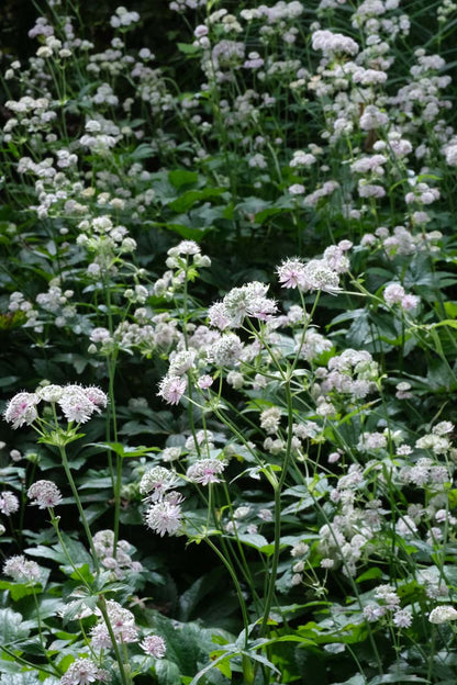 Astrantia major 'Roma' bloesem