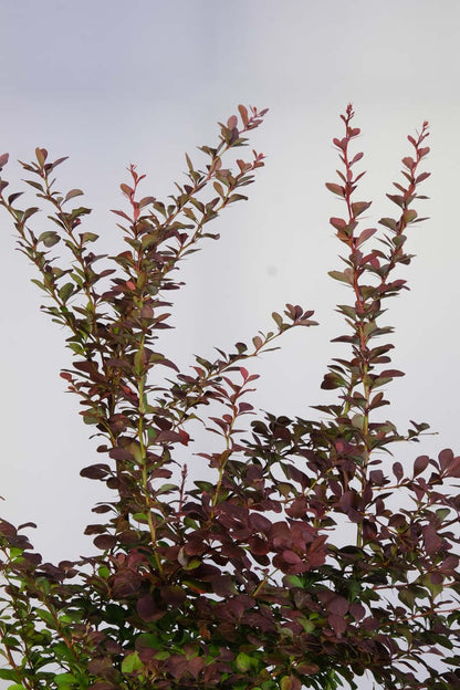 Berberis thunbergii 'Atropurpurea' op stam blad