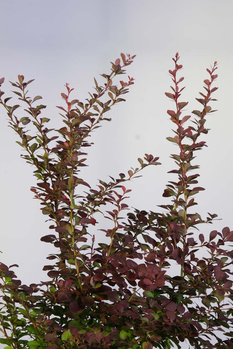 Berberis thunbergii 'Atropurpurea' solitair blad