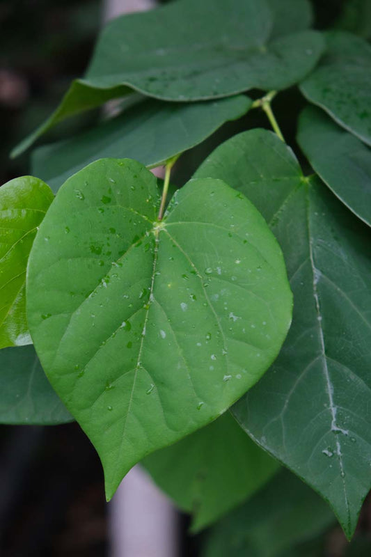 Cercis chinensis Tuinplanten blad