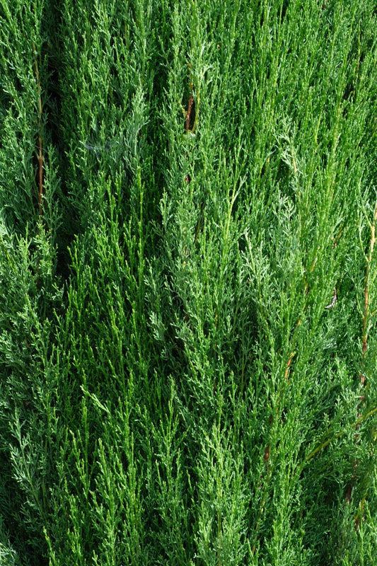 Cupressus sempervirens op stam twijg