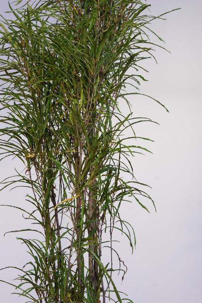 Frangula alnus 'Ron Williams' meerstammig / struik blad