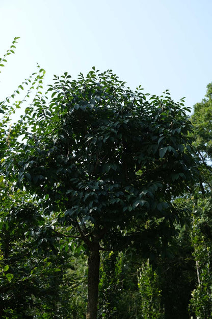 Fraxinus ornus 'Mecsek' Tuinplanten kroon