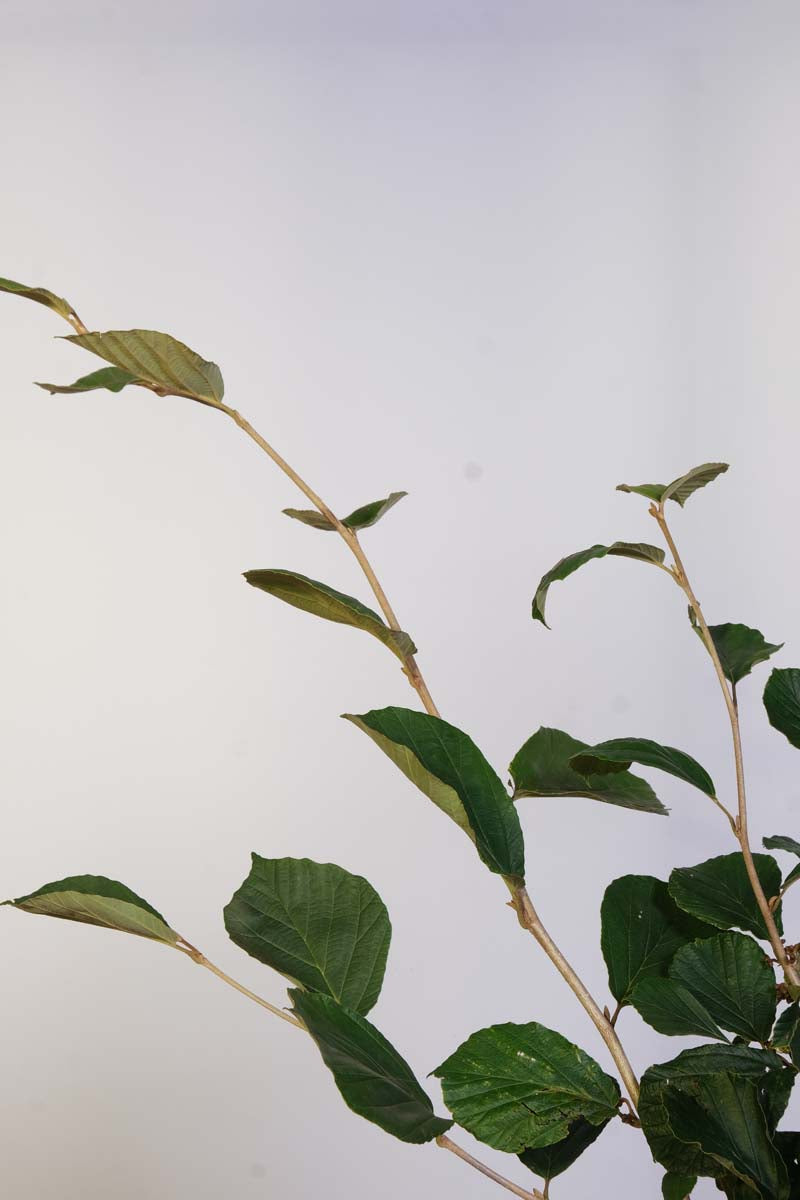 Hamamelis intermedia solitair twijg