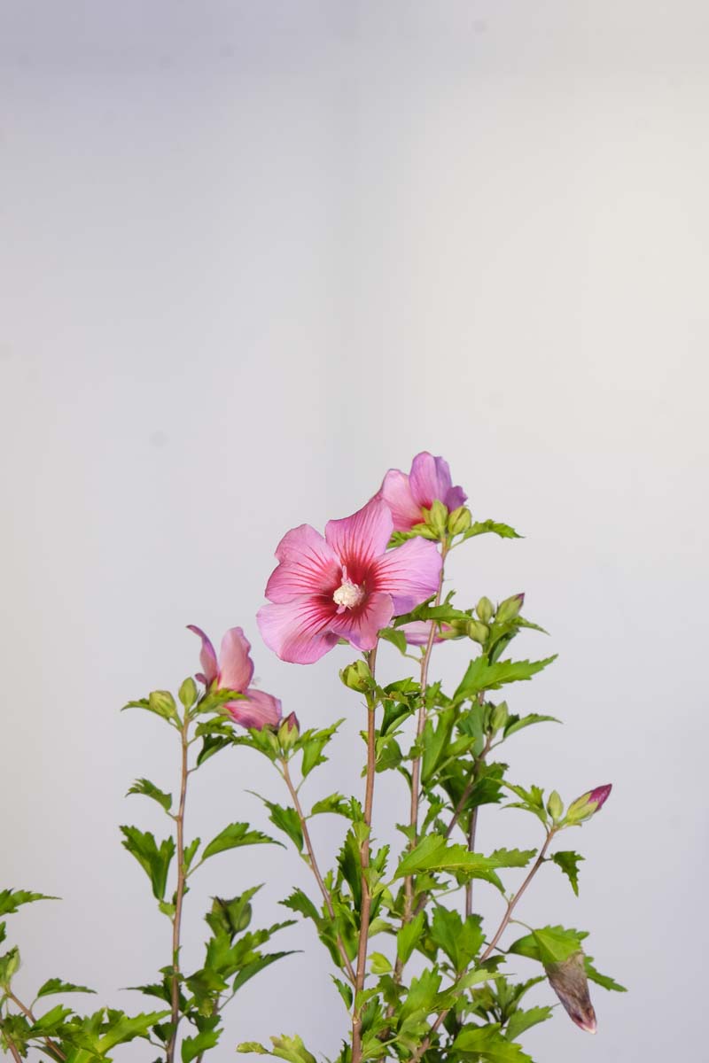 Hibiscus syriacus 'Pink Flirt' bloem