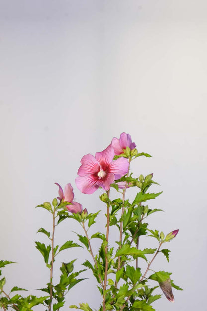 Hibiscus syriacus 'Pink Flirt' bloem
