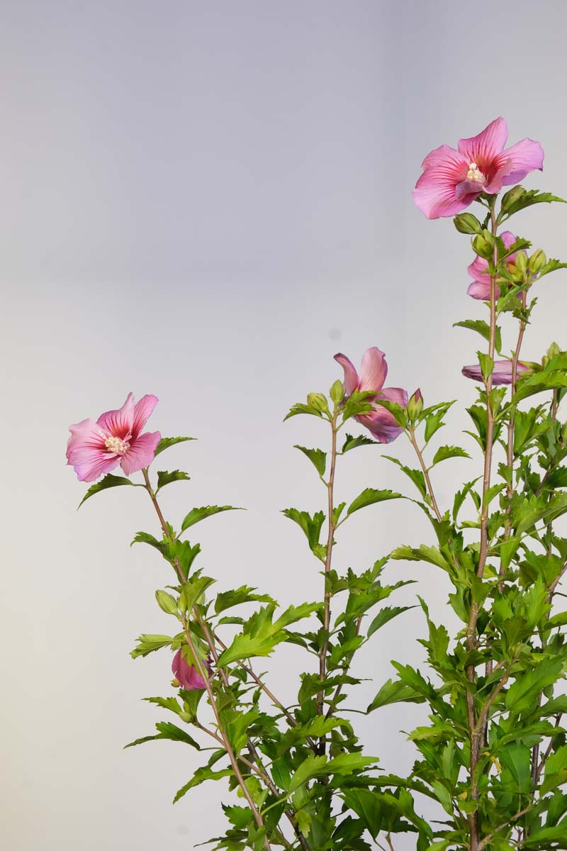 Hibiscus syriacus 'Pink Flirt' bloem