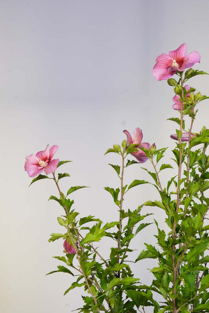 Hibiscus syriacus 'Pink Flirt' bloem