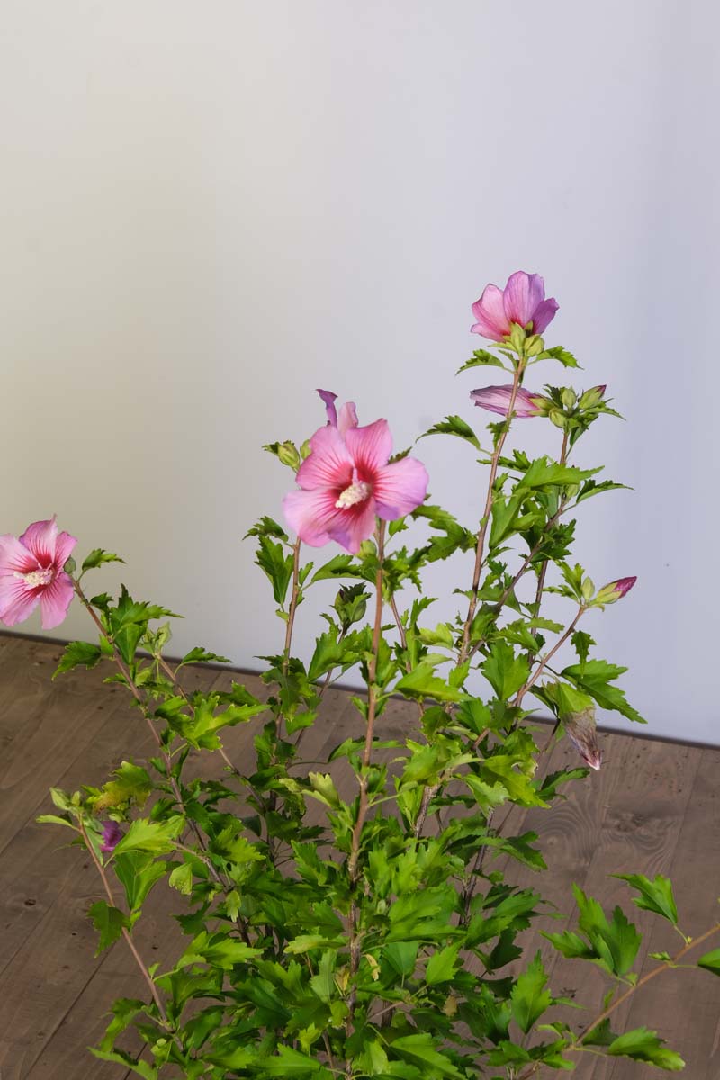 Hibiscus syriacus 'Pink Flirt' bloem