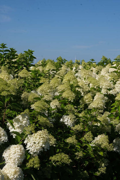 Hydrangea paniculata op stam bloem