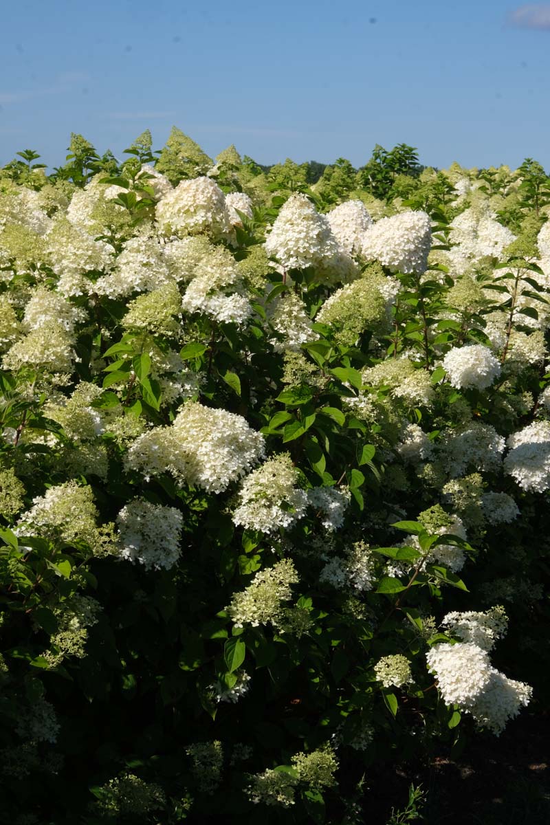 Hydrangea paniculata op stam bloesem