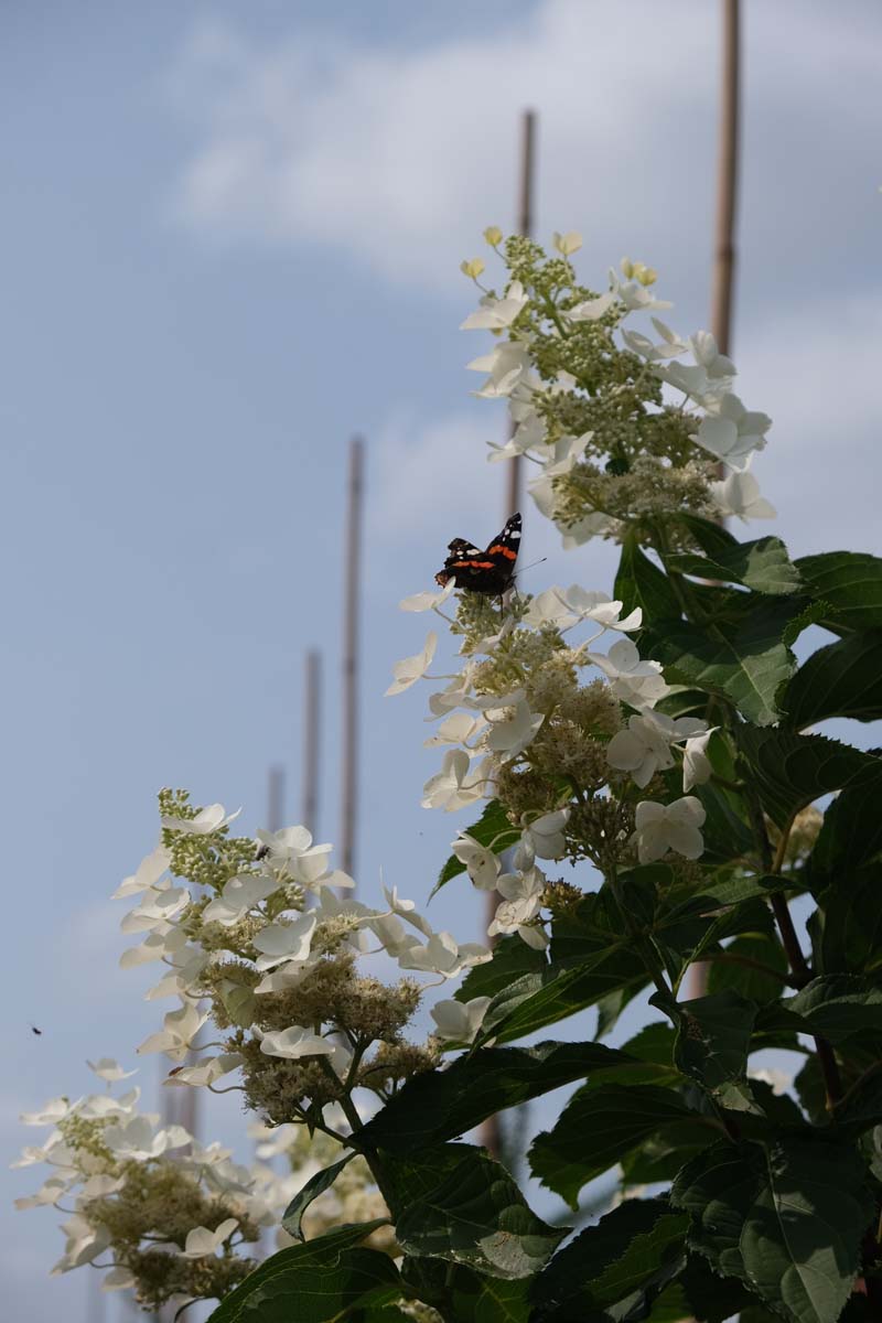 Hydrangea paniculata 'Papillon' Tuinplanten bloem
