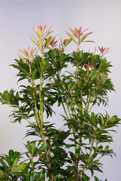 Pieris 'Forest Flame' meerstammig / struik blad