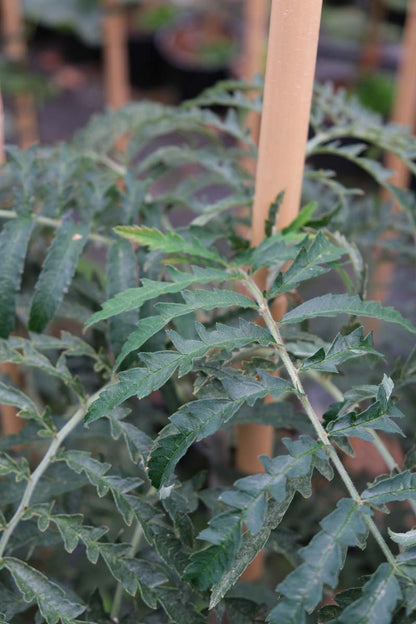 Sorbus 'Chinese Lace' Tuinplanten blad