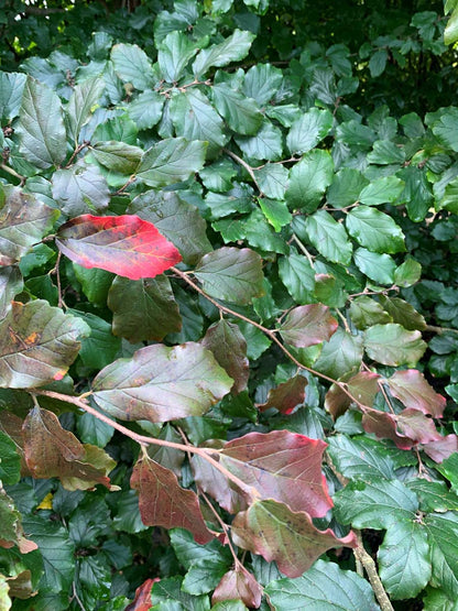 Sycoparrotia semidecidua op stam blad