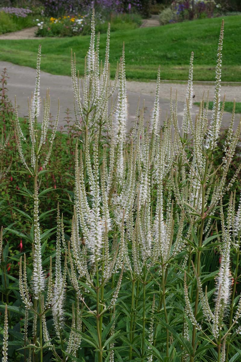 Veronicastrum virginicum 'Album' bloesem