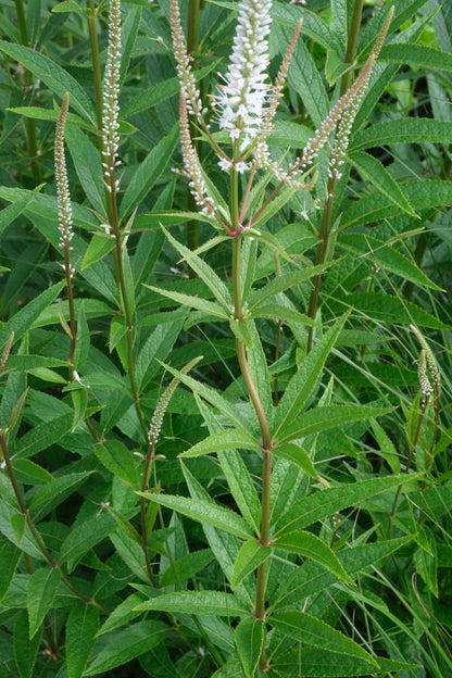 Veronicastrum virginicum 'Album' bloem