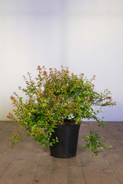 Abelia grandiflora 'Kaleidoscope' tuinplanten