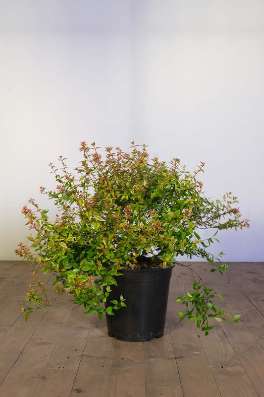 Abelia grandiflora 'Kaleidoscope' tuinplanten