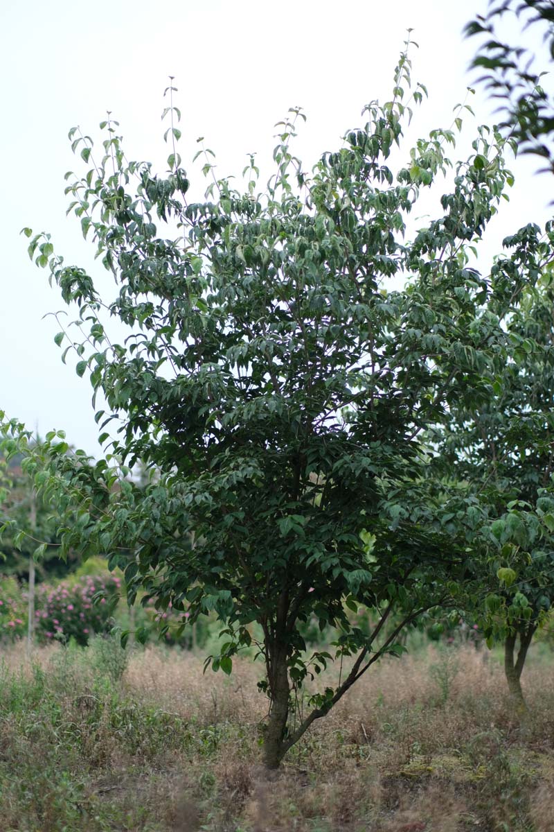 Cornus 'Rutgan' meerstammig / struik struik