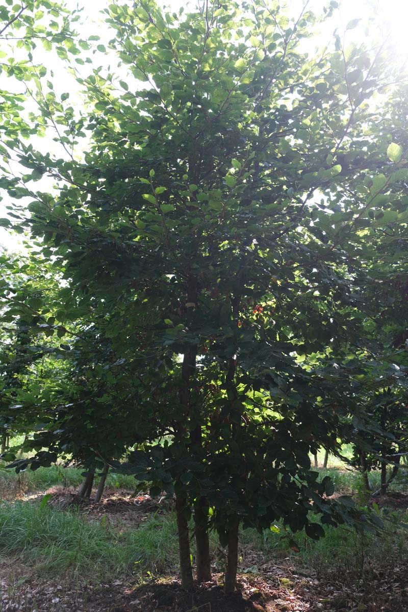 Fagus sylvatica meerstammig / struik meerstammig