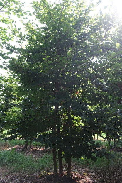 Fagus sylvatica meerstammig / struik meerstammig