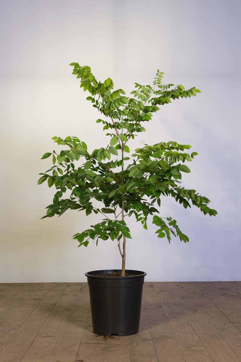 Gymnocladus dioica Tuinplanten tuinplant