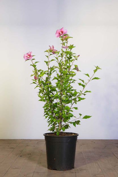 Hibiscus syriacus 'Pink Flirt' tuinplanten