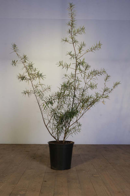 Hippophae rhamnoides 'Hergo' Tuinplanten tuinplanten