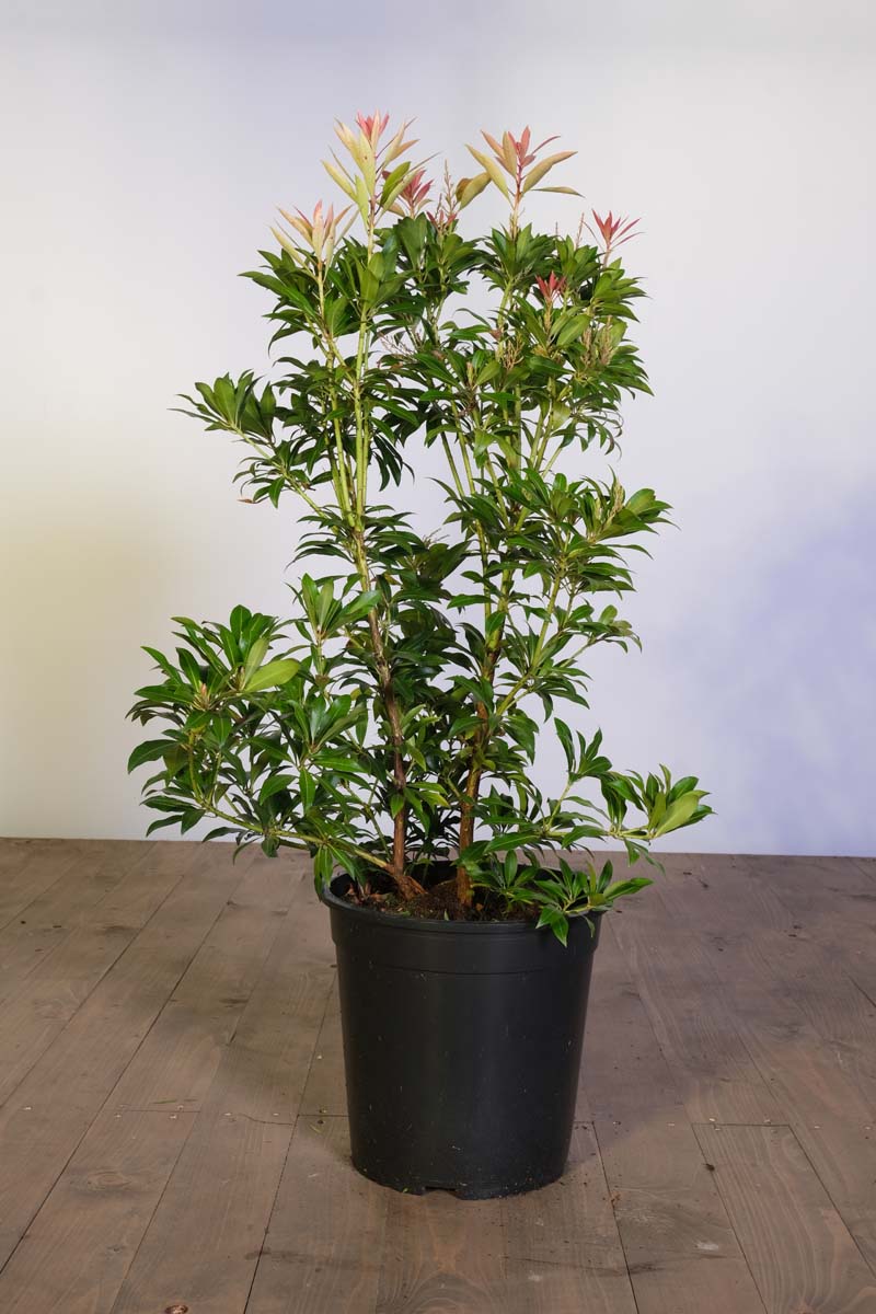 Pieris 'Forest Flame' Tuinplanten tuinplanten