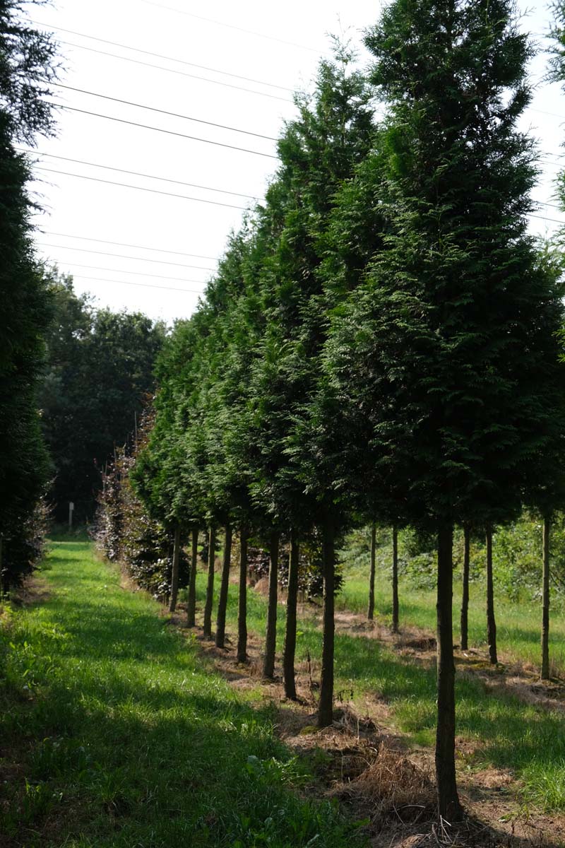 Thuja plicata 'Excelsa' op stam op stam