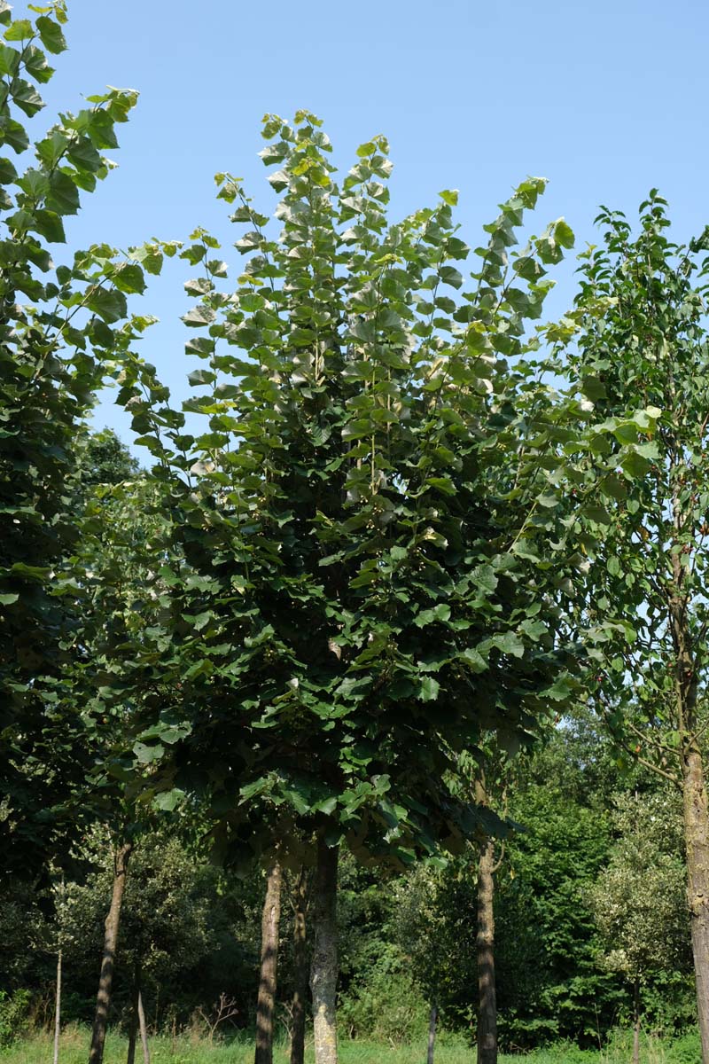 Thuja plicata 'Excelsa' op stam op stam