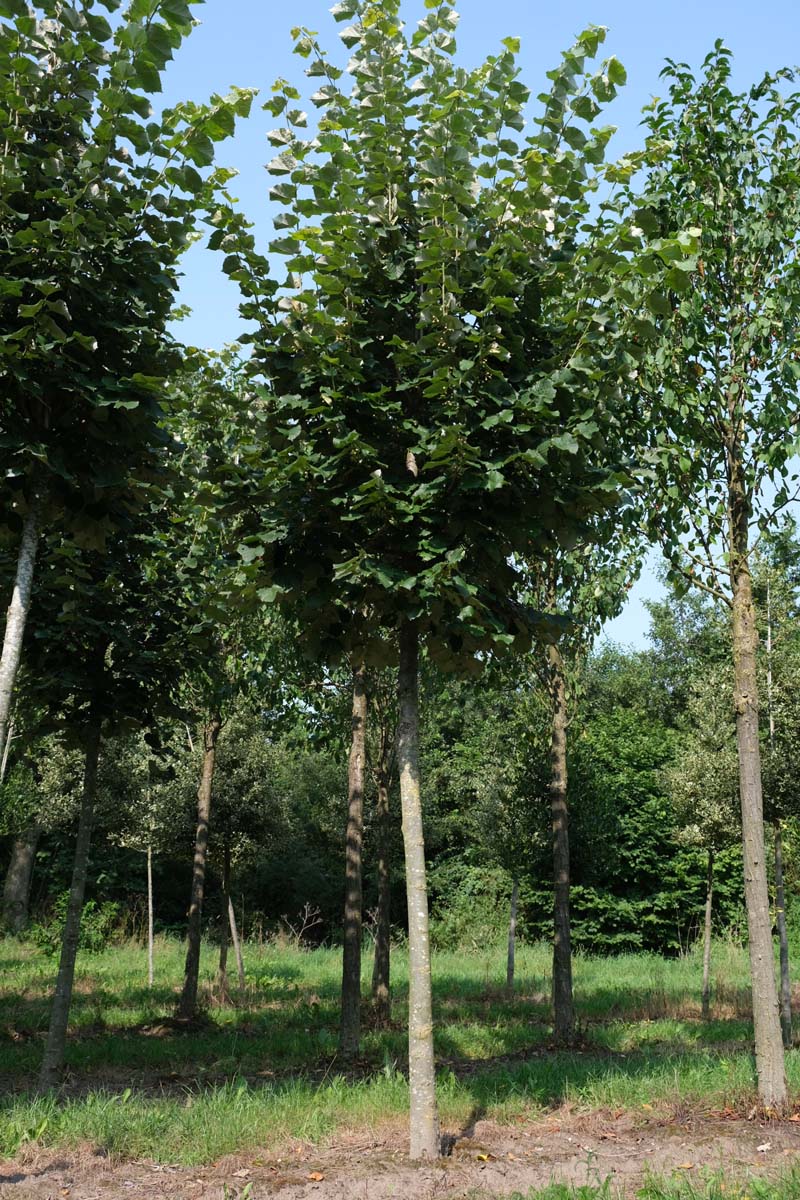 Tilia tomentosa 'Brabant' op stam op stam