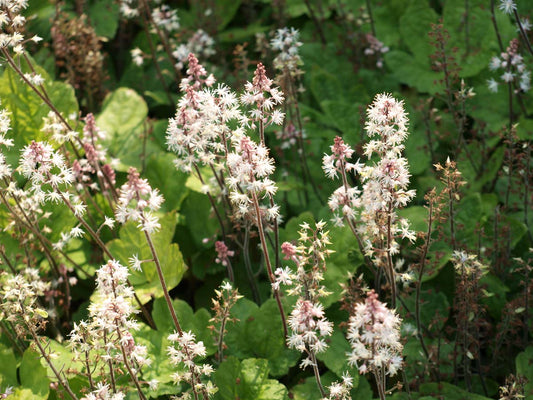 Tiarella wherryi bloem