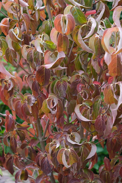 Cornus kousa haagplant herfstkleur