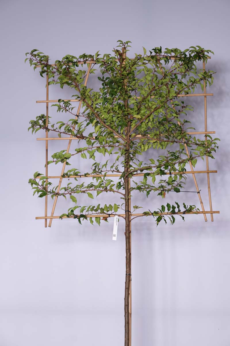 Prunus laurocerasus 'Angustifolia' leiboom leiboom