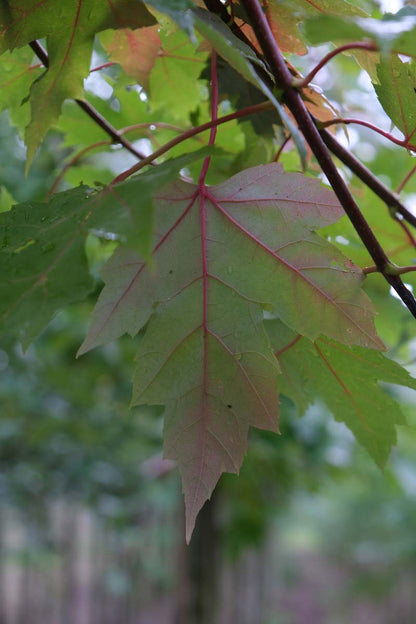 Acer freemanii 'Jeffersred' meerstammig / struik blad