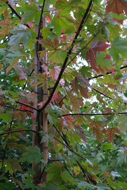 Acer freemanii 'Jeffersred' meerstammig / struik stam