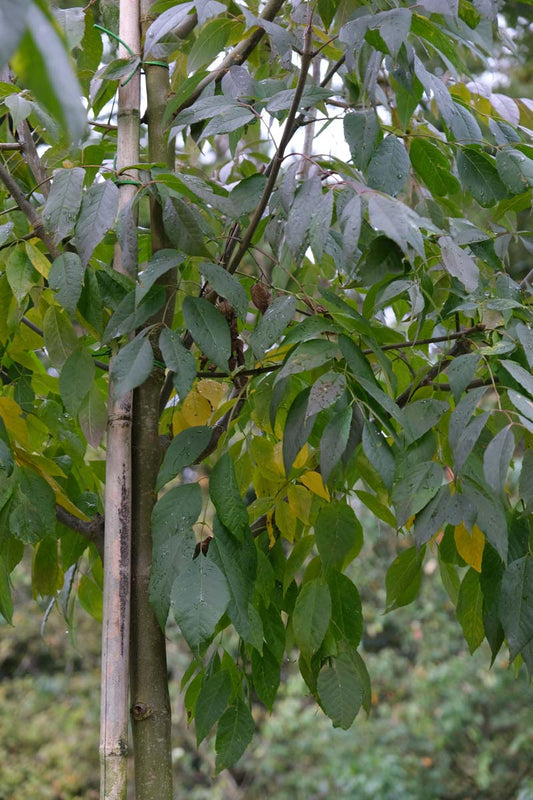 Fraxinus americana 'Skyline' Tuinplanten stam
