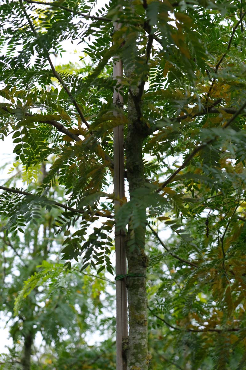 Gleditsia triacanthos 'Speczam' op stam stam