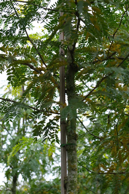 Gleditsia triacanthos 'Speczam' meerstammig / struik stam