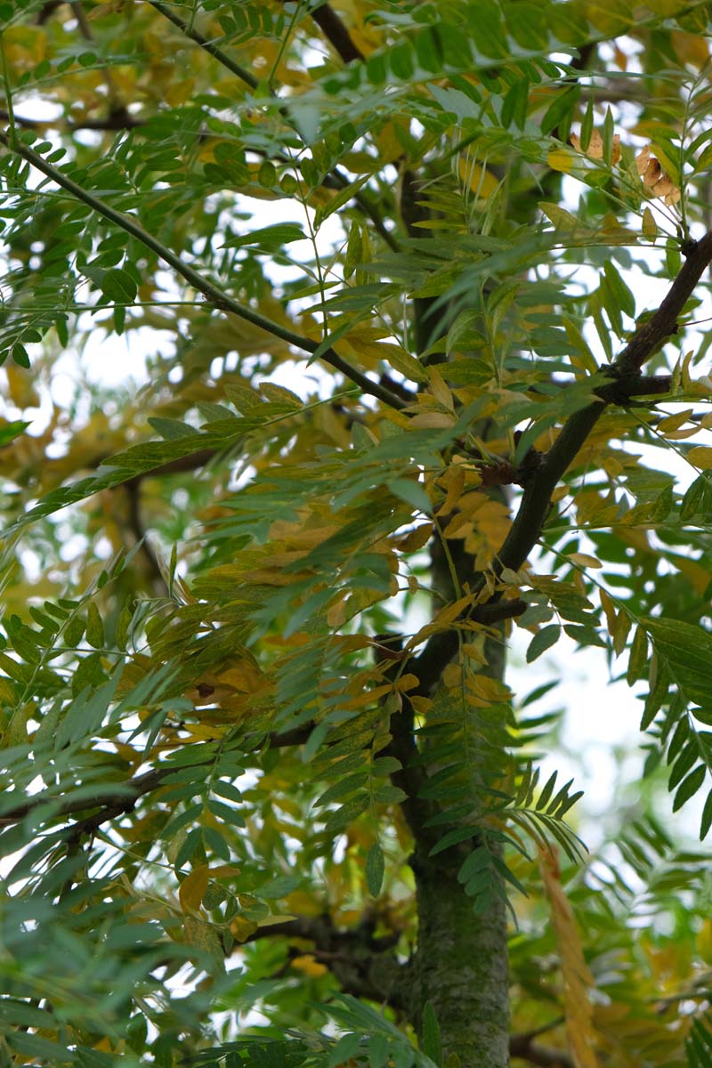 Gleditsia triacanthos 'Speczam' op stam herfstkleur