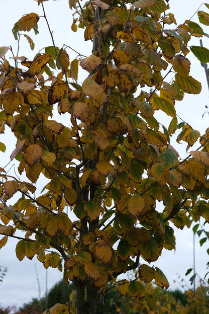 Hamamelis virginiana haagplant herfstkleur