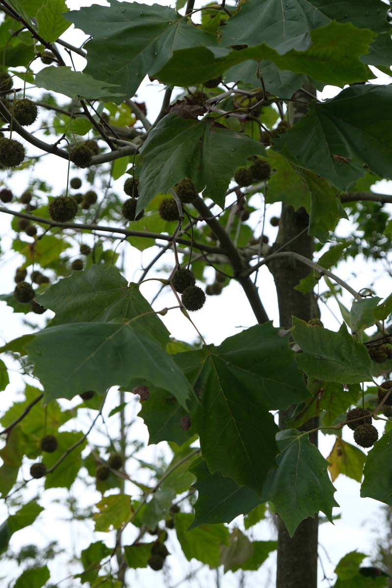 Platanus hispanica 'Malburg' meerstammig / struik blad