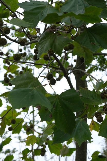 Platanus hispanica 'Malburg' meerstammig / struik blad
