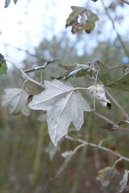 Populus alba 'Nivea' op stam blad