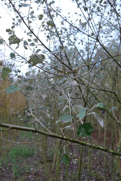 Populus alba 'Nivea' op stam twijg