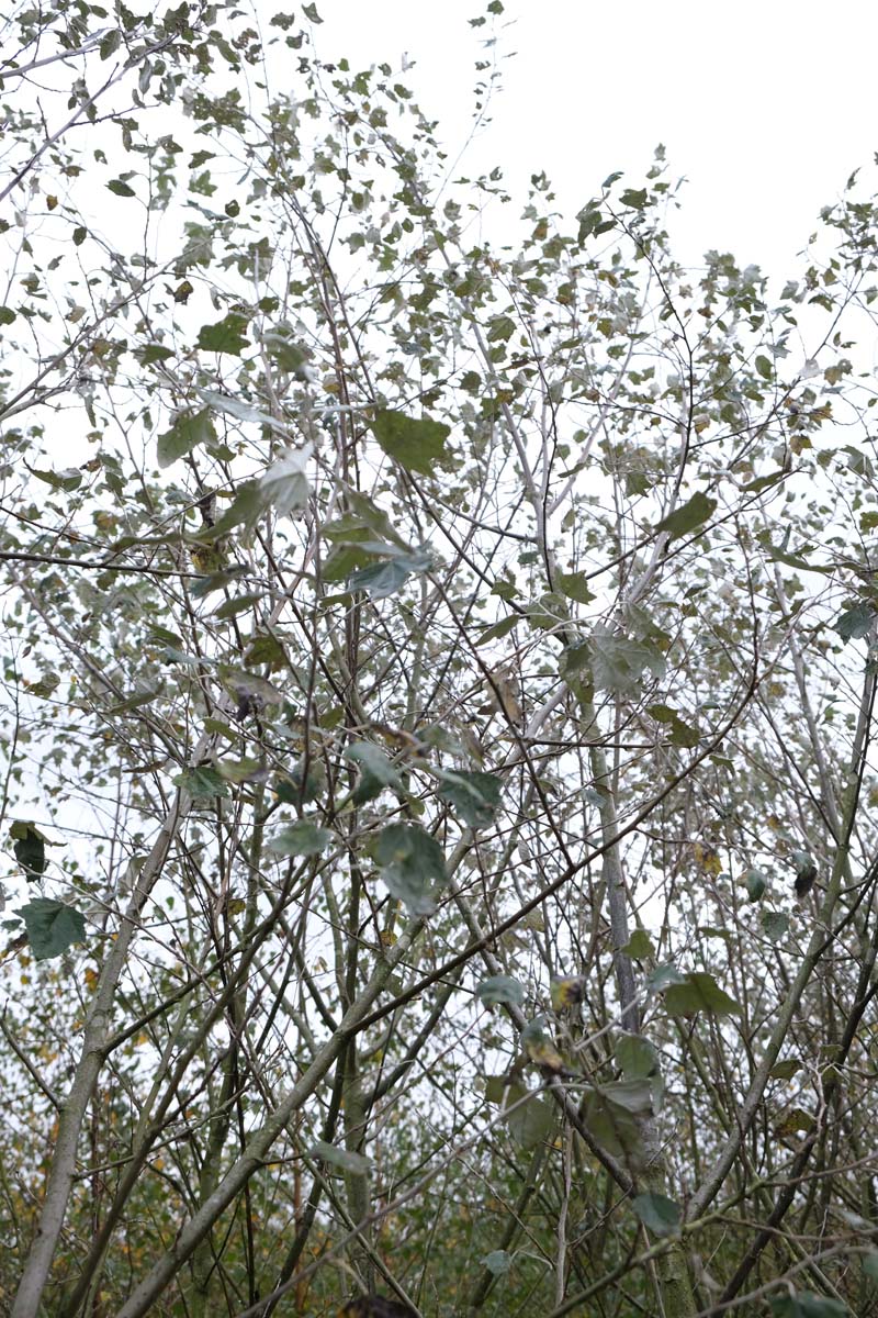 Populus alba 'Nivea' meerstammig / struik blad