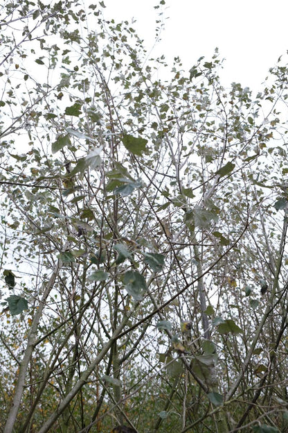 Populus alba 'Nivea' meerstammig / struik blad
